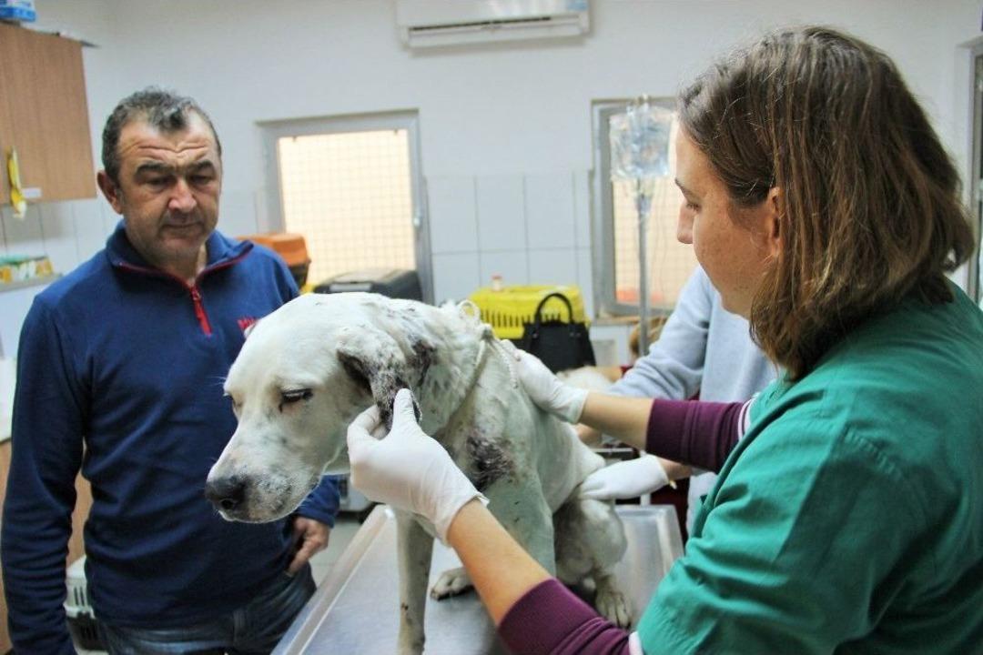 V&uuml;cuduna Y&uuml;zlerce Sa&ccedil;ma İsabet Eden K&ouml;pek Koruma Altına Alındı