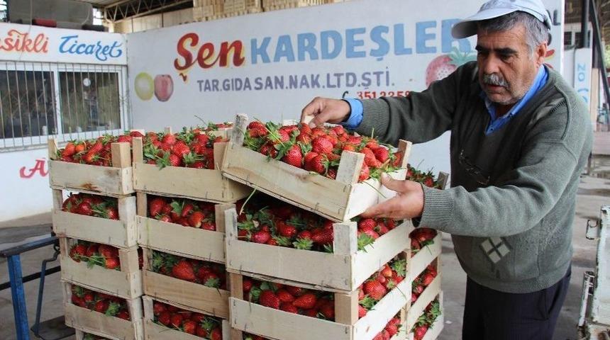 Aydın&rsquo;da Yaz &Ccedil;ileği Hasadı Başladı