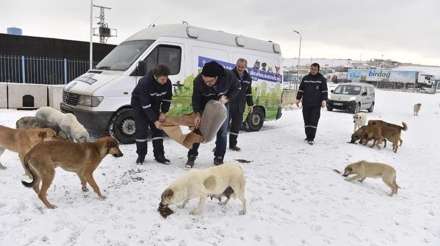 Sokak Hayvanları B&uuml;y&uuml;kşehir Korumasında