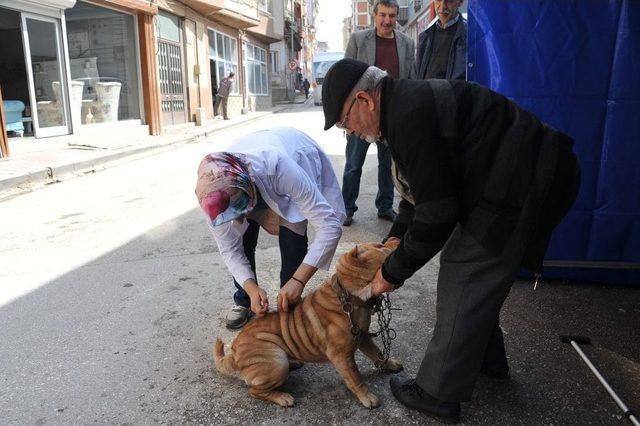 Bozüyük’te Köpeklere Ücretsiz Kuduz Aşısı Kampanyası