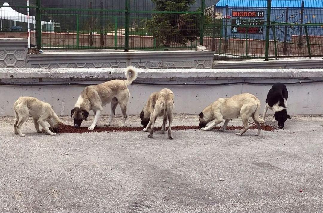 Osmangazi&rsquo;den Sokak Hayvanlarına Şefkat Eli