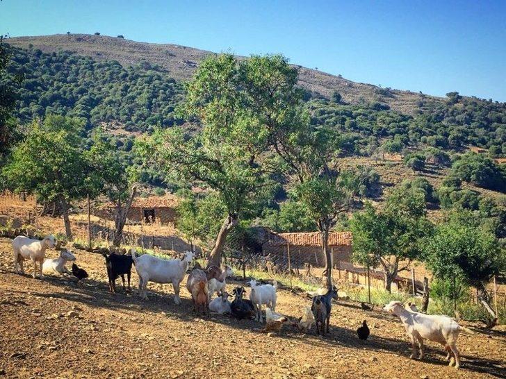 Gökçeada’da Çed Talebinin Geri Çekilmesi Sevinçle Karşılandı G4