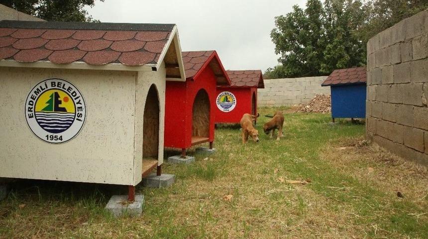 Erdemli Belediyesi&rsquo;nden Sokak Hayvanlarına Barınak