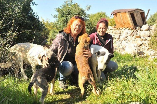 Erdemli Belediyesi’nden Sokak Hayvanlarına Barınak