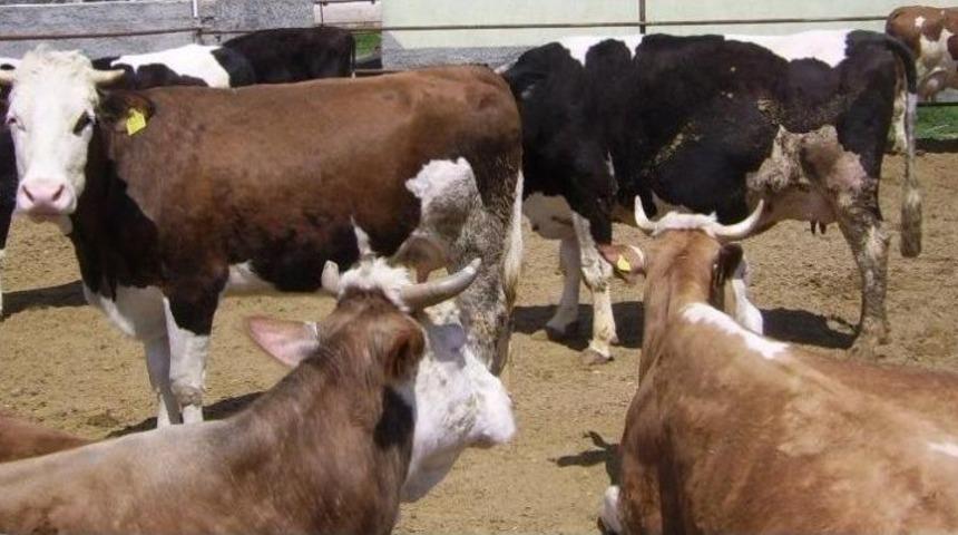 Zmo Erzurum Şube Başkanı Erdal Şeng&uuml;l, &ldquo;et Meselesi, Aslında Ot Meselesi&rdquo;