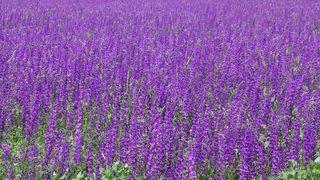 Bozkır’da Açan Çiçekler Sivas’a Renk Kattı
