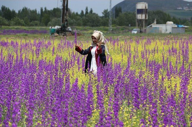Bozkır’da Açan Çiçekler Sivas’a Renk Kattı G4