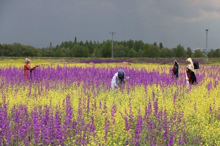 Bozkır’da Açan Çiçekler Sivas’a Renk Kattı G5
