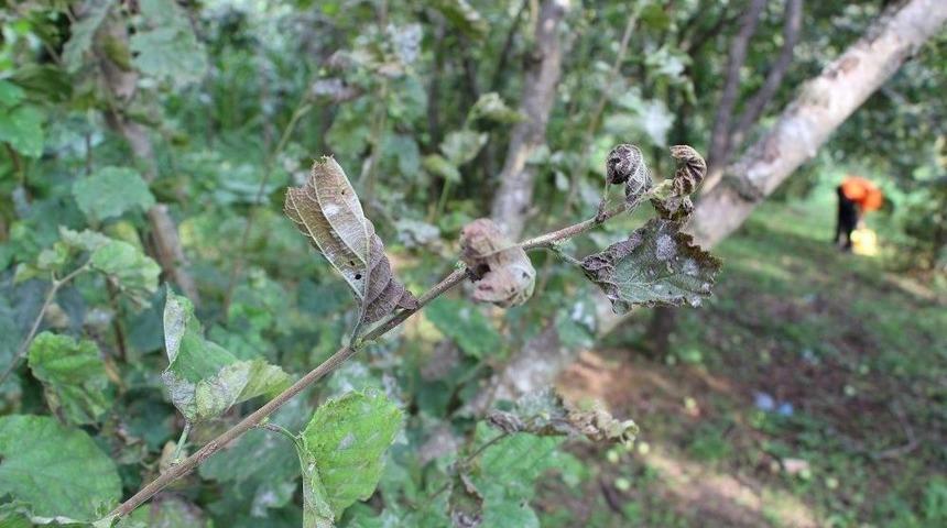 Fındıkta K&uuml;lleme Yine Kapıyı &Ccedil;aldı