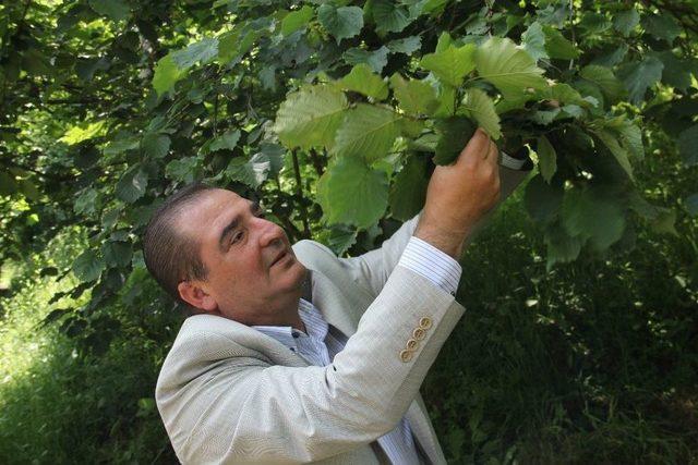 Fındıkta Külleme Yine Kapıyı Çaldı