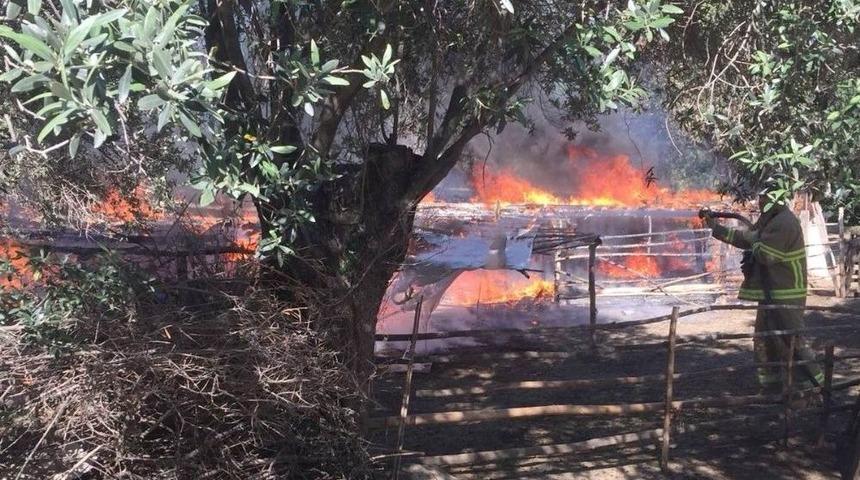 Edremit’te Saya Alev Alev Yandı