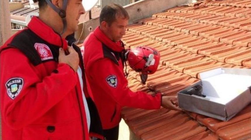 İtfaiyeden Karga Kurtarma Operasyonu