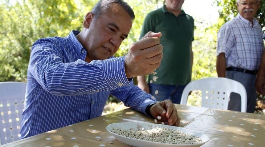 Çandır Fasulyesi Şenliği Konyaaltı’nda