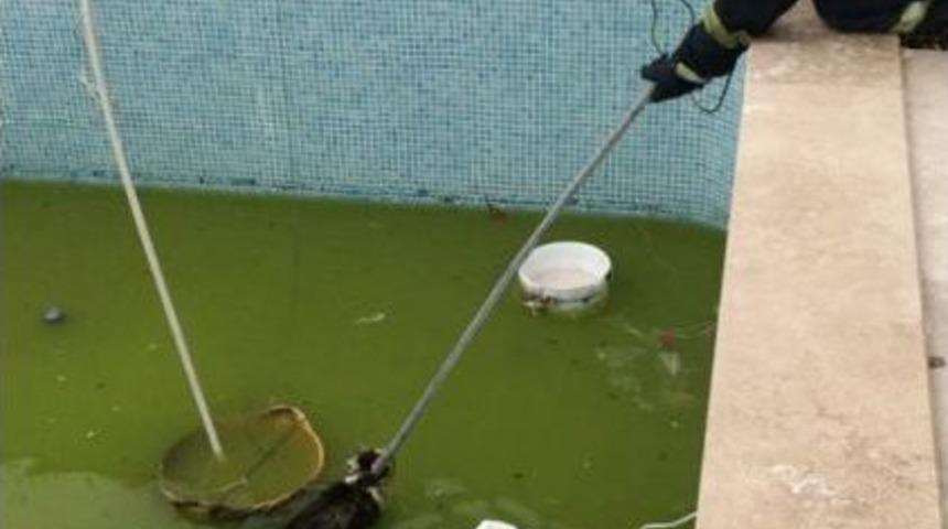 İtfaiye Havuza D&uuml;şen Kedi İ&ccedil;in Seferber Oldu