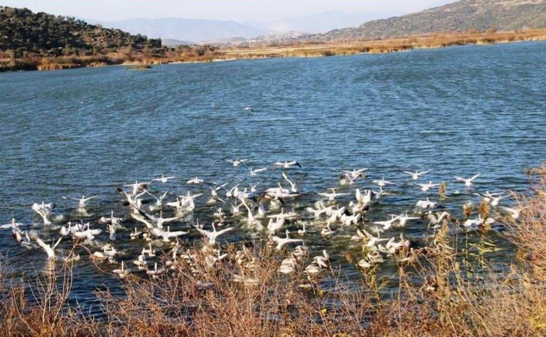 Tepeli Pelikan Uydu İle Takip Edilecek