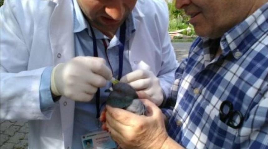 Ayağına Dolanan İple Ağa&ccedil;ta Mahsur Kalan G&uuml;vercini Vatandaşlar Kurtardı