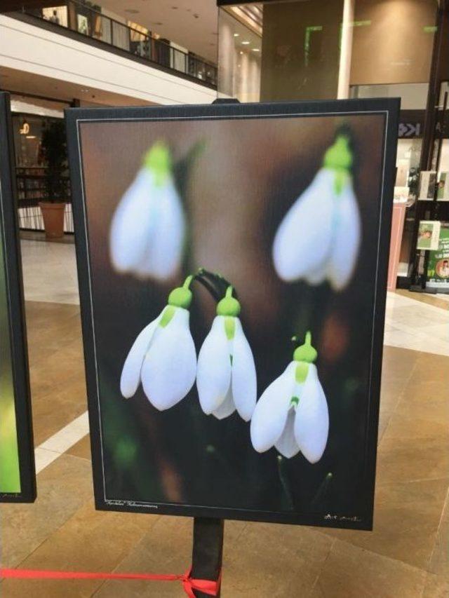 Kahramanmaraş&rsquo;ın Endemik Bitkileri Objektiflere Yansıdı 2
