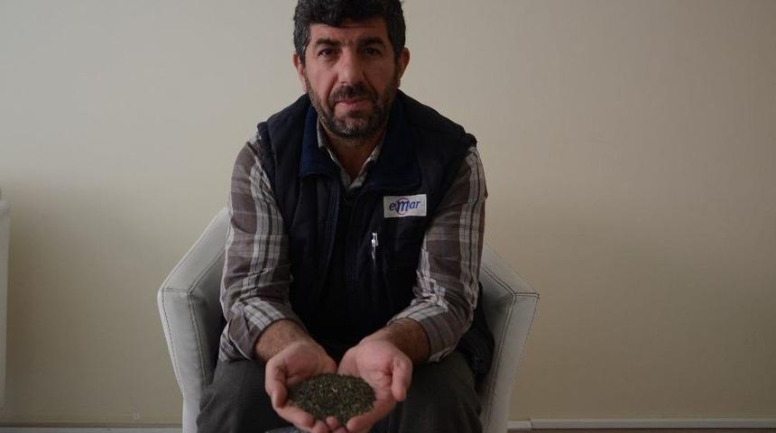 &Ccedil;ok Fazla Bilinmeyen Şifa Deposu Bitki