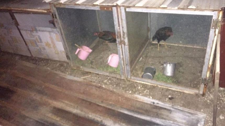 &Ouml;zel Platformda Horoz D&ouml;v&uuml;ş&uuml;