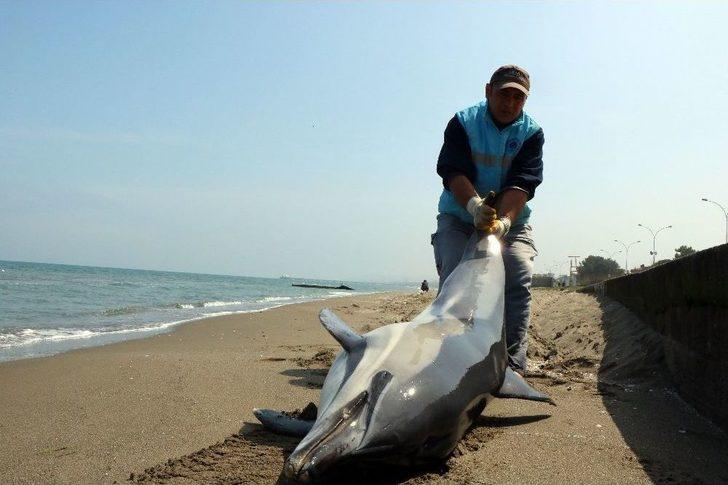Samsun’da 2 Yunus Ölüsü Karaya Vurdu G1