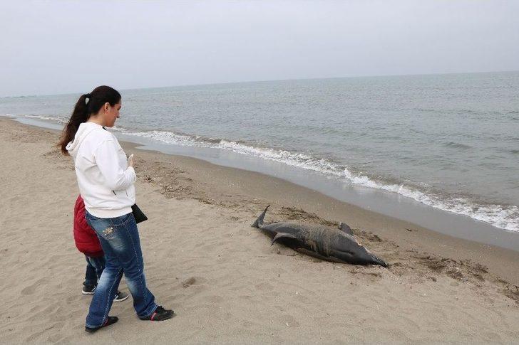 Samsun’da 2 Yunus Ölüsü Karaya Vurdu G2