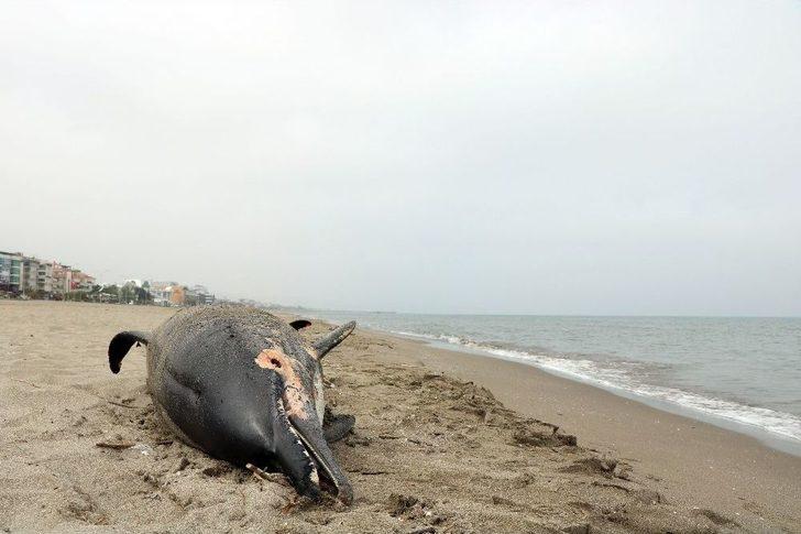 Samsun’da 2 Yunus Ölüsü Karaya Vurdu G3