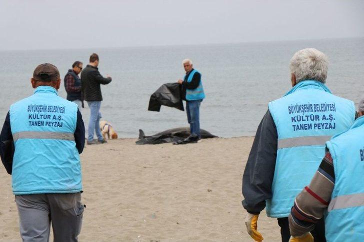 Samsun’da 2 Yunus Ölüsü Karaya Vurdu G4