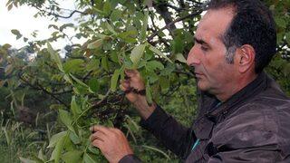 Şebin Cevizini Don Vurdu