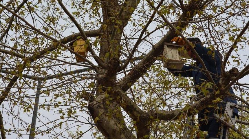 G&ouml;rele Belediyesi&rsquo;nden Kuş Yuvası