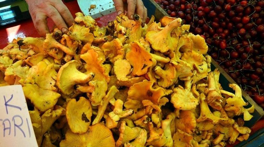 Orman Mantarına İlgi Yoğun