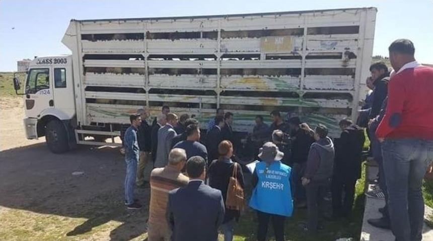 Kaman&rsquo;da Gen&ccedil; &Ccedil;ift&ccedil;ilere K&uuml;&ccedil;&uuml;kbaş Hayvan Dağıtımı Yapıldı