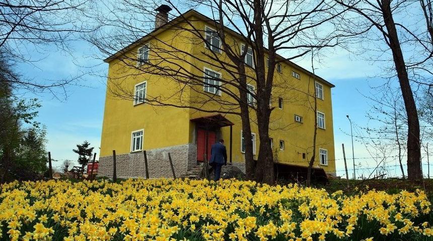 Nergis &Ccedil;i&ccedil;eklerinin G&ouml;rsel Ş&ouml;leni