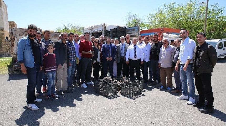 Mardin&rsquo;de &Ccedil;ift&ccedil;ilere Hindi Dağıtıldı