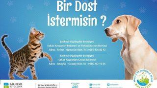 Barınaktaki Hayvanlara 24 Saat Hizmet