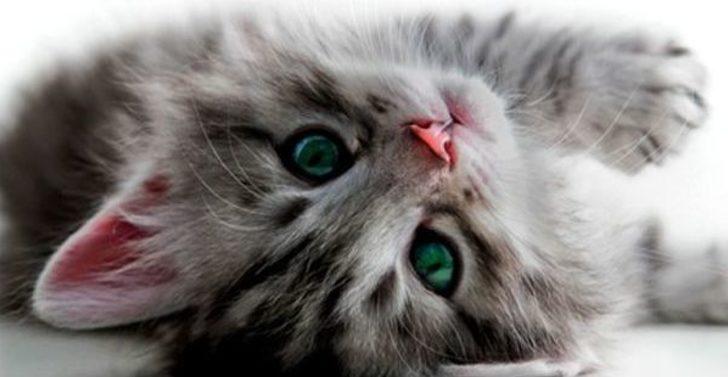 Barınaktaki Hayvanlara 24 Saat Hizmet G1