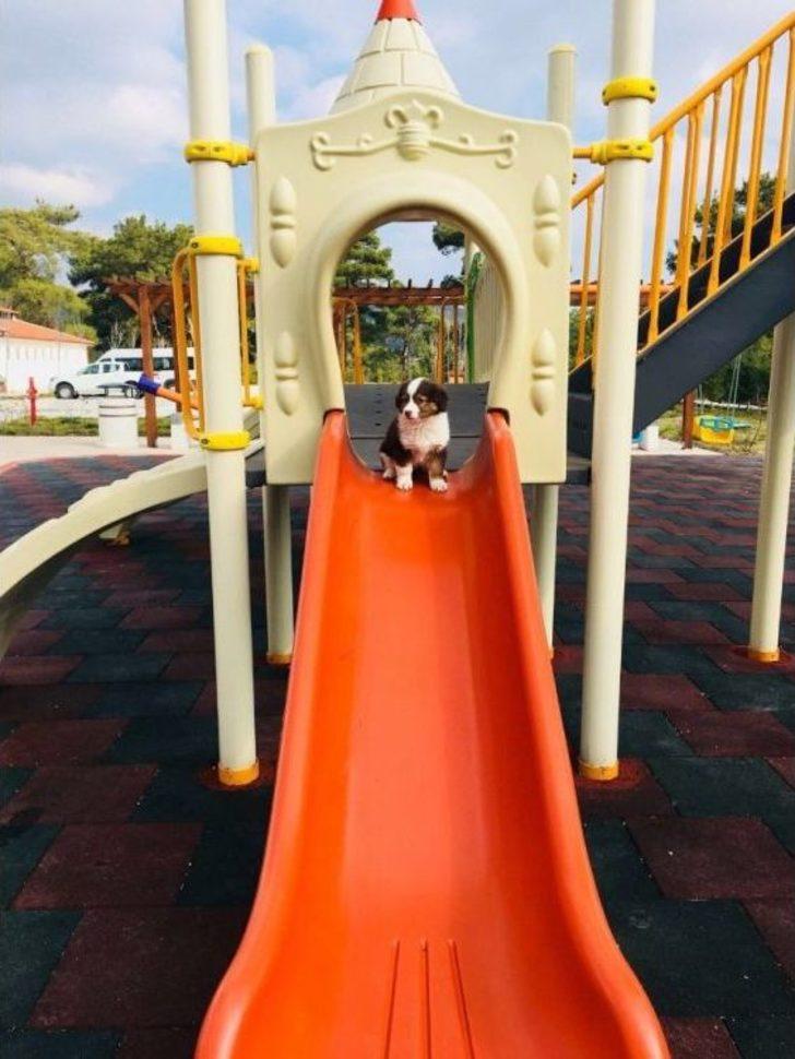 Barınaktaki Hayvanlara 24 Saat Hizmet G2