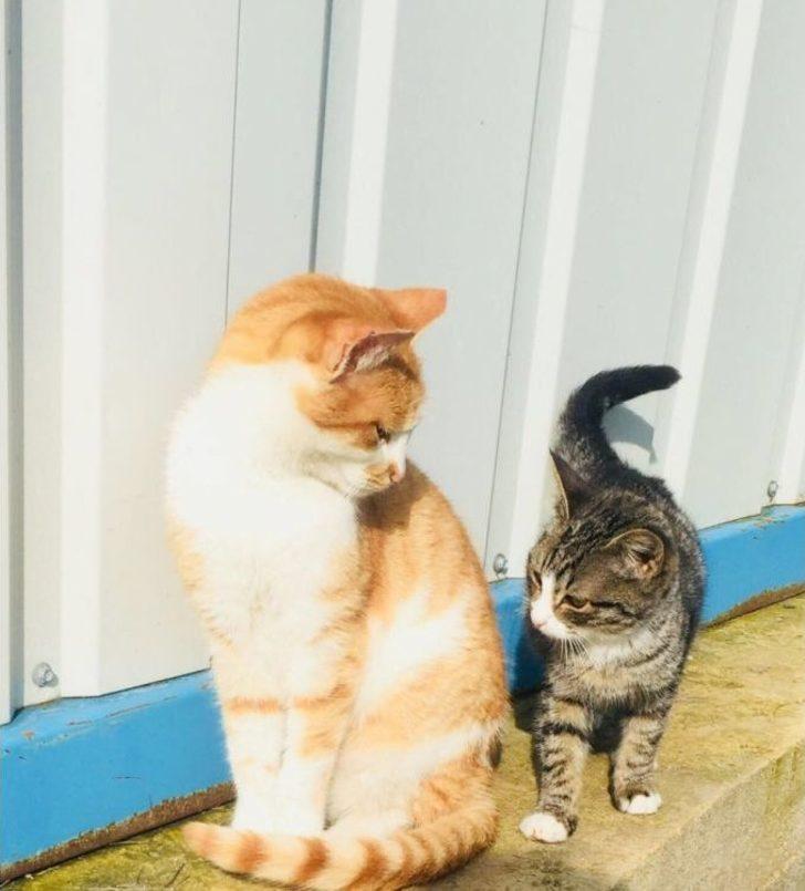 Barınaktaki Hayvanlara 24 Saat Hizmet G3