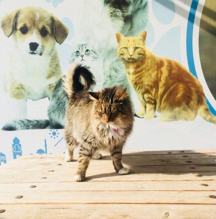 Barınaktaki Hayvanlara 24 Saat Hizmet G4