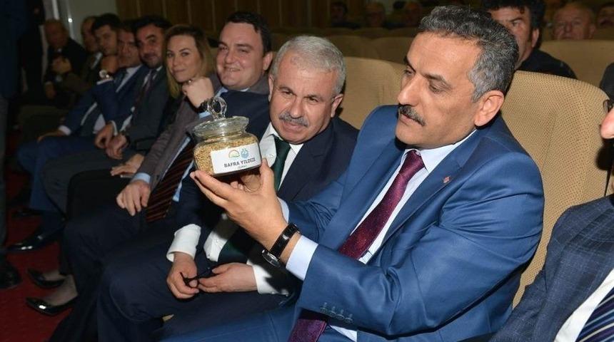 Samsun &Ccedil;eltik &Uuml;retiminde T&uuml;rkiye&rsquo;de 2&rsquo;nci