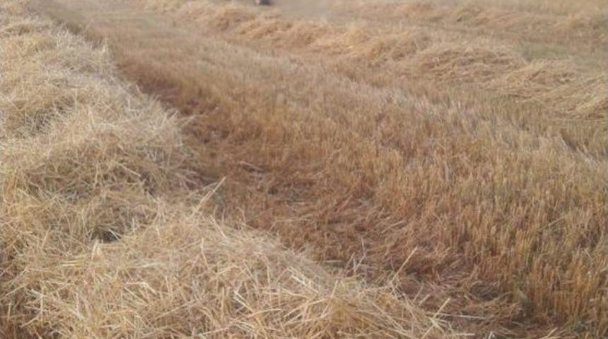 Tmo Hububat Alımına Başlıyor