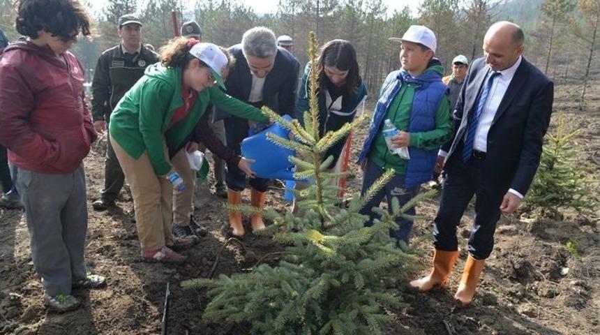Bolu&rsquo;da, Yanan 250 Hektarlık Alan Tekrar Yeşillendirildi