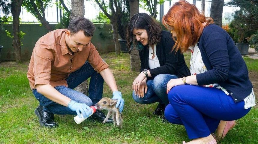 Domuz Yavrusu "dom Dom" Uludağ&rsquo;da Bulundu, Biberonla Beslendi