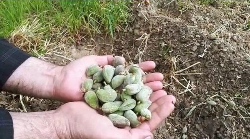 Şiddetli Yağmur Badem &Ccedil;ağlalarına Zarar Verdi
