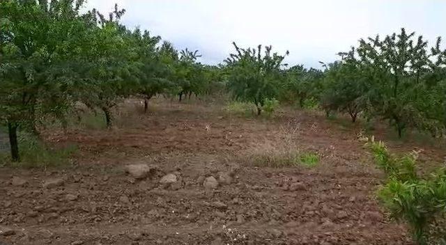 Şiddetli Yağmur Badem Çağlalarına Zarar Verdi