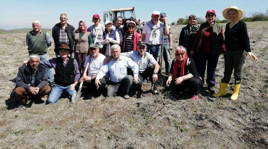 350 &Ccedil;am Fidanı Toprakla Buluştu