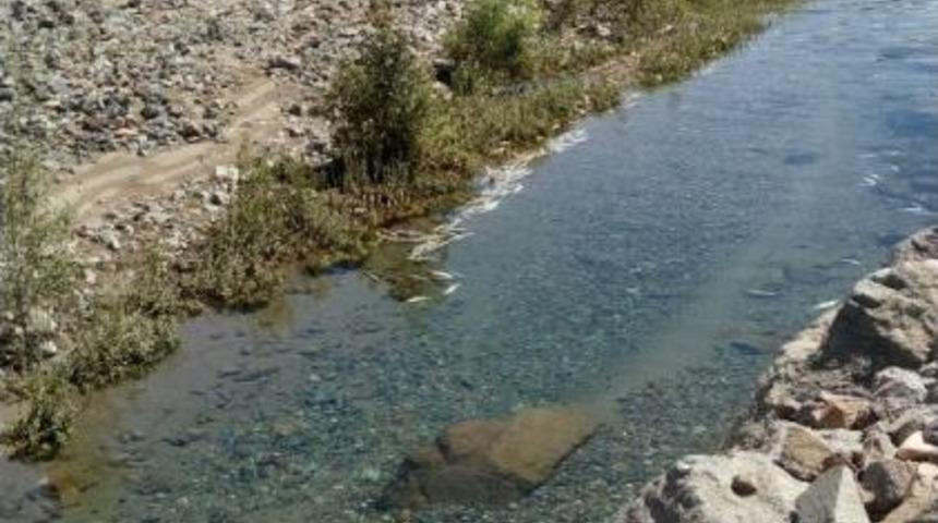 Baraj Kapakları Kapatılınca Çok Sayıda Balık Telef Oldu