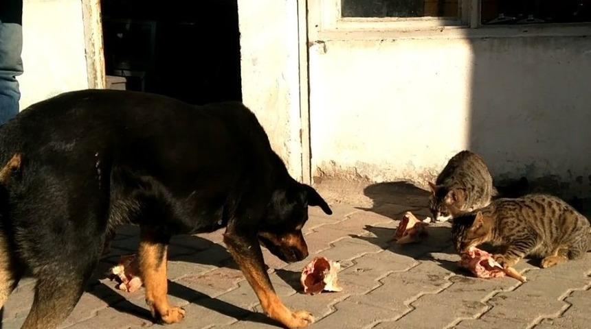 &ldquo;karabaş&rdquo; Ka&ccedil;arak Kurtuldu