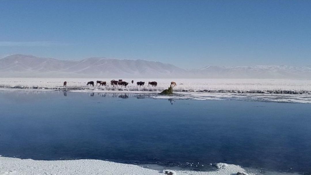 Mandalar Yılın Her Mevsiminde Taze Ot Yiyor