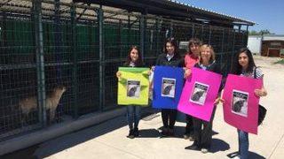 Hayvan Haklarını Korumayana Oy Yok