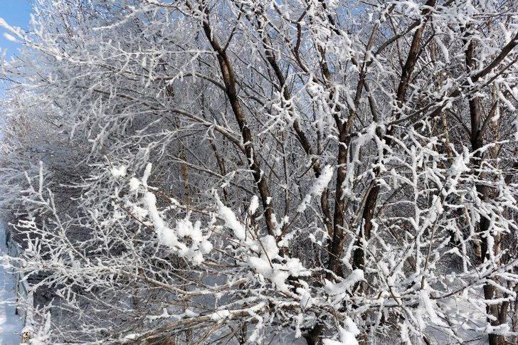 Ağrı’da Kırağı Tutan Ağaçlar Büyüledi G4